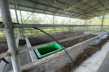 Agricultural Land,  Ternakan Lembu Dan Kambing Secara Komersial