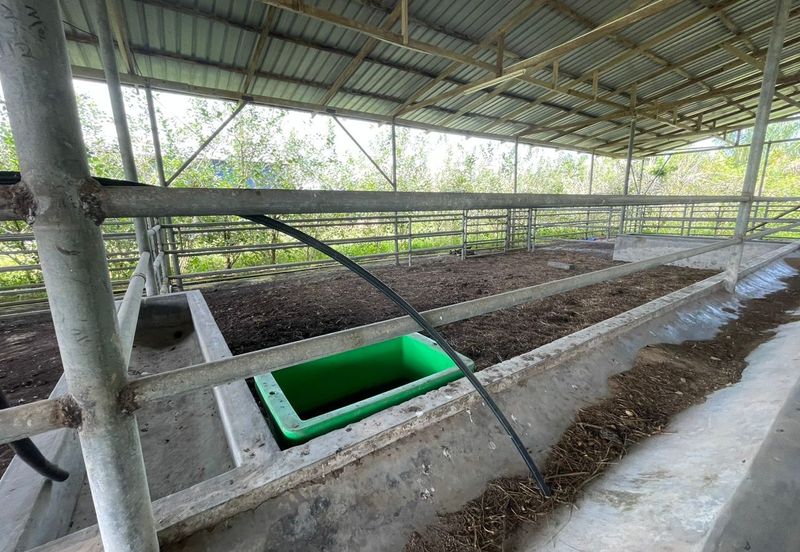 Agricultural Land,  Ternakan Lembu Dan Kambing Secara Komersial