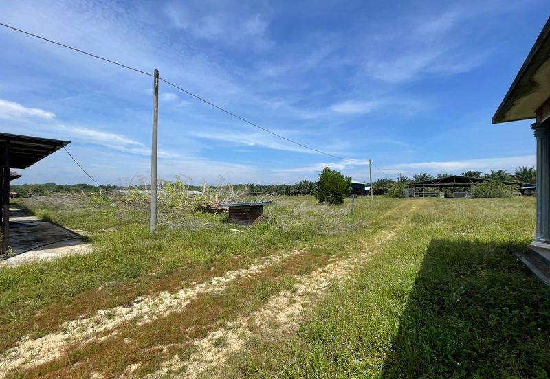 Agricultural Land,  Ternakan Lembu Dan Kambing Secara Komersial