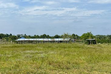 Agricultural Land,  Ternakan Lembu Dan Kambing Secara Komersial