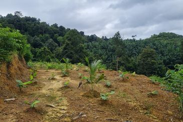 Tanah Pertaniaan Pokok Durian High Quality Area Gambang Kuantan