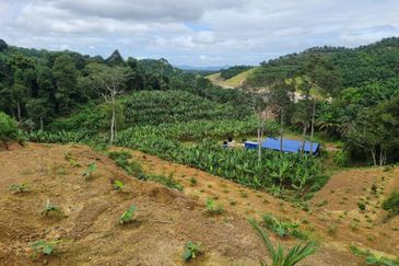 Tanah Pertaniaan Pokok Durian High Quality Area Gambang Kuantan