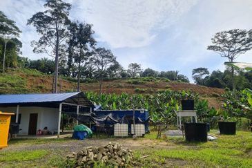 Tanah Pertaniaan Pokok Durian High Quality Area Gambang Kuantan