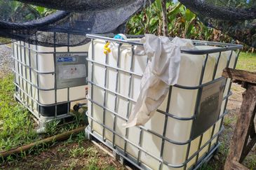 Tanah Pertaniaan Pokok Durian High Quality Area Gambang Kuantan