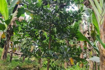 Tanah Pertaniaan Pokok Durian High Quality Area Gambang Kuantan