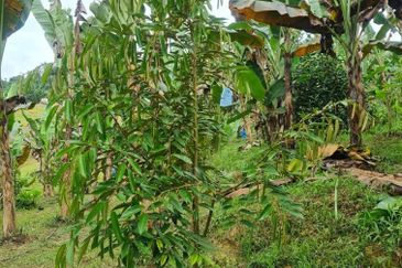 Tanah Pertaniaan Pokok Durian High Quality Area Gambang Kuantan