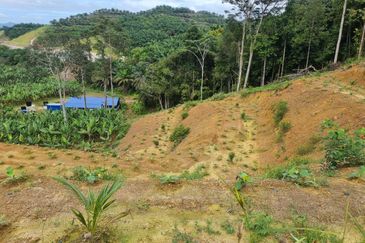 Tanah Pertaniaan Pokok Durian High Quality Area Gambang Kuantan