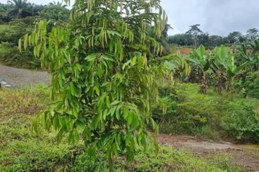 Tanah Pertaniaan Pokok Durian High Quality Area Gambang Kuantan