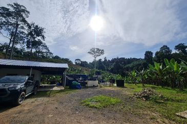 Tanah Pertaniaan Pokok Durian High Quality Area Gambang Kuantan