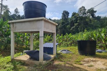 Tanah Pertaniaan Pokok Durian High Quality Area Gambang Kuantan