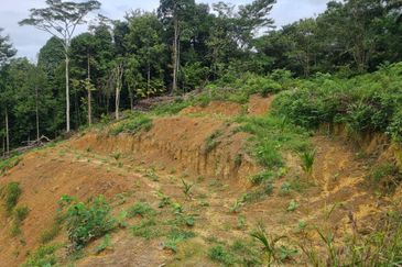 Tanah Pertaniaan Pokok Durian High Quality Area Gambang Kuantan