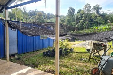 Tanah Pertaniaan Pokok Durian High Quality Area Gambang Kuantan