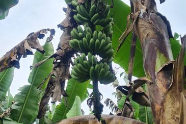 Tanah Pertaniaan Pokok Durian High Quality Area Gambang Kuantan