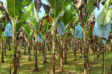 Tanah Pertaniaan Pokok Durian High Quality Area Gambang Kuantan