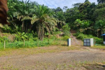 Tanah Pertaniaan Pokok Durian High Quality Area Gambang Kuantan