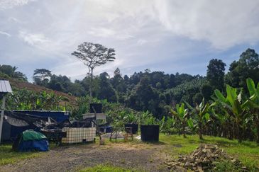 Tanah Pertaniaan Pokok Durian High Quality Area Gambang Kuantan