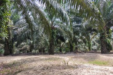 LADANG KELAPA SAWIT  7.63 EKAR UMUR SAWIT 11 TAHUN