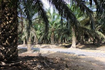 LADANG KELAPA SAWIT  7.63 EKAR UMUR SAWIT 11 TAHUN