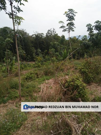 Pedas Rembau Rubber Agricultural Land For Sale, Negeri Sembilan, Pedas