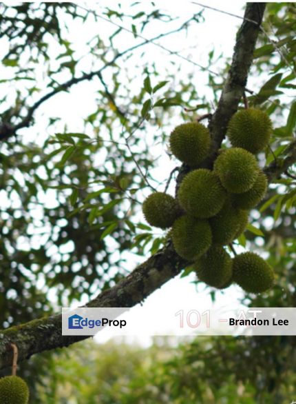 [FOR SALE] Titi, Seremban Durian Farm, Negeri Sembilan, Seremban