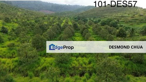 1000 Acres Durian Farm Land With Musang King & Black Thorn Bentong Pahang, Pahang, Bentong