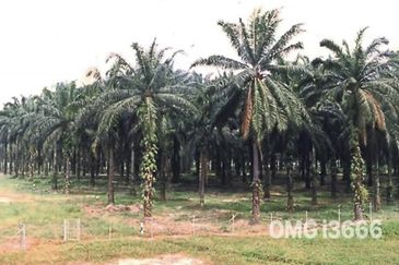 Value Buy 5 Acres Zoning Industrial Land Telok Panglima Garang