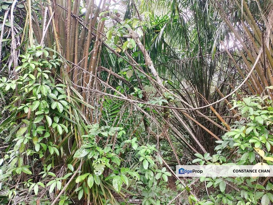 Yong Peng Agriculture Land, Near Ayer Hitam, Restoran Kambing 40 Hari, Johor, Yong Peng