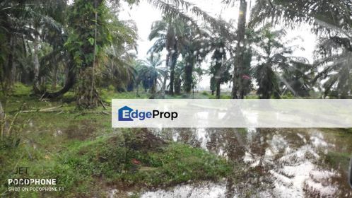 Jenjarom Palm Oil Agriculture Land , Selangor, Jenjarom