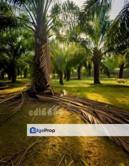 Banting Kampung Seri Cheeding Agriculture Land , Selangor, Banting