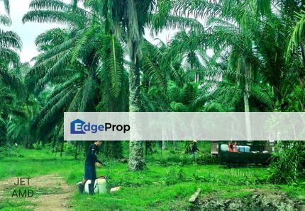 Jenjarom Palm Oil Tree Agriculture Land , Selangor, Jenjarom