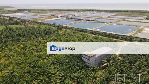 Tanjung Karang Palm Oil Plantation With 3.5 Storey Bird Nest House, Selangor, Tanjong Karang 