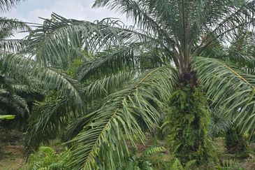 Telok Panglima Garang