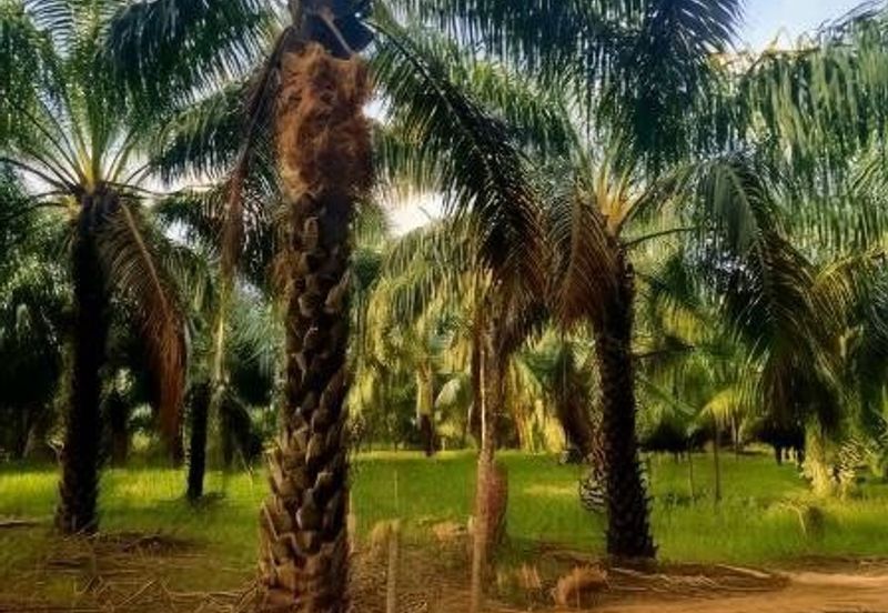 Telok Panglima Garang