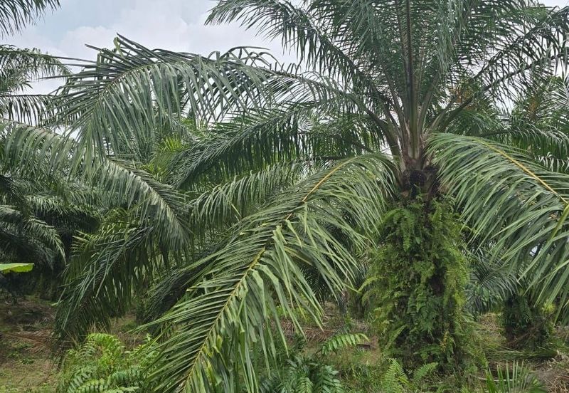 Telok Panglima Garang