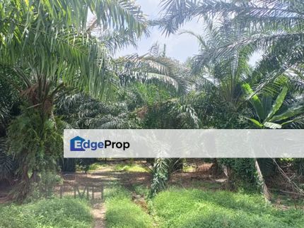 Telok Panglima Garang Jenjarom Agriculture Land , Selangor, Kuala Langat