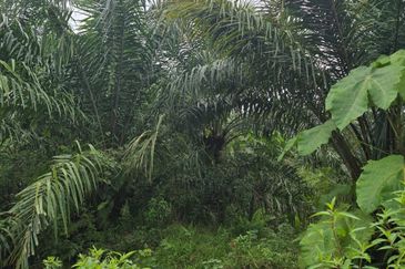 Telok Panglima Garang