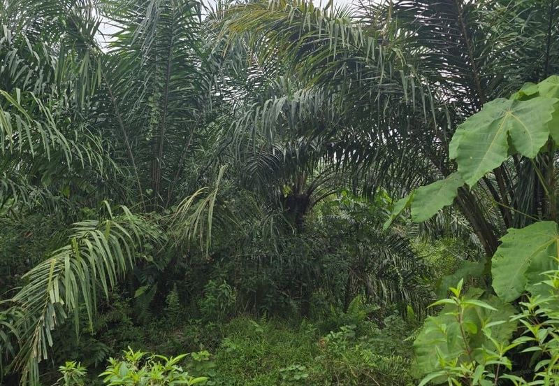 Telok Panglima Garang