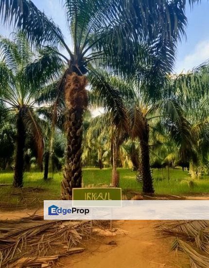 Kampung Jawa Jalan Dato Sellathevan Agriculture Land , Selangor, Shah Alam