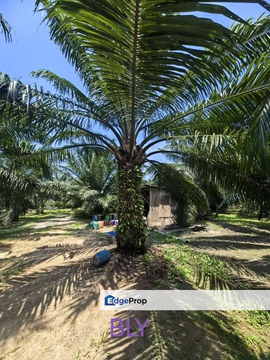 Kelanang Jugra Banting Agriculture Land , Selangor, Banting