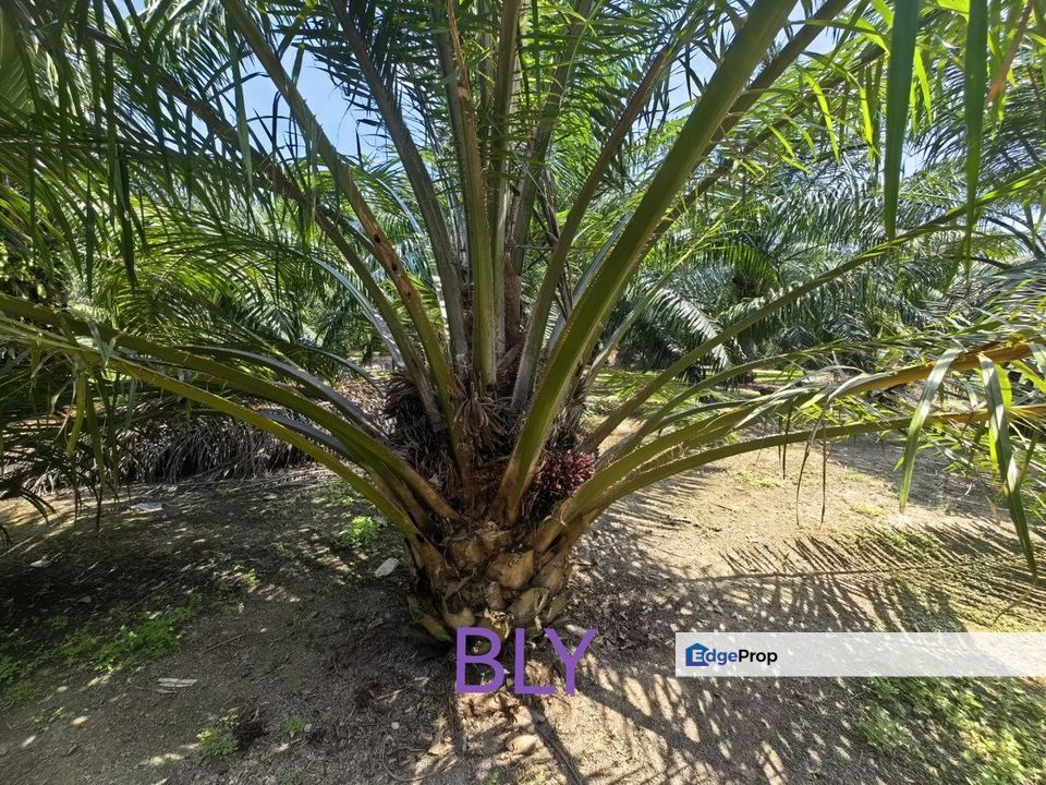 Kelanang Jugra Banting Agriculture Land , Selangor, Banting