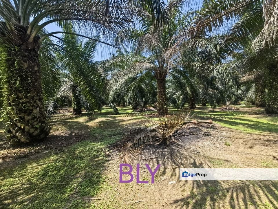 Kelanang Jugra Banting Agriculture Land , Selangor, Banting