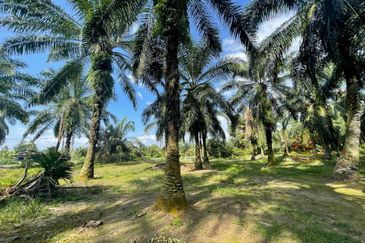 Bandar Mahkota Banting Agriculture Land 