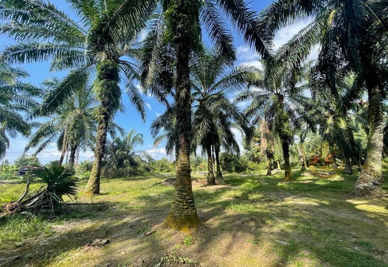 Bandar Mahkota Banting Agriculture Land 