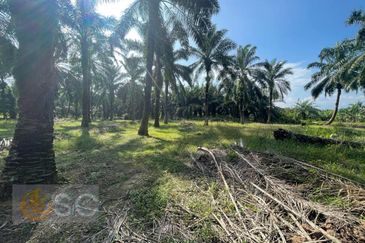 Banting Mahkota Agriculture Land 