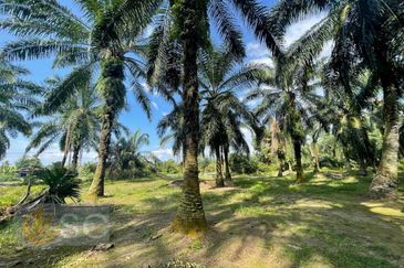 Banting Mahkota Agriculture Land 