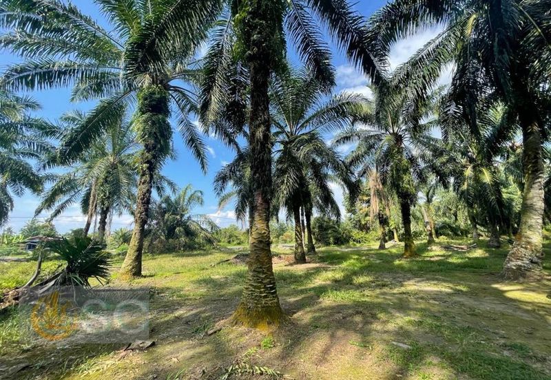 Banting Mahkota Agriculture Land 