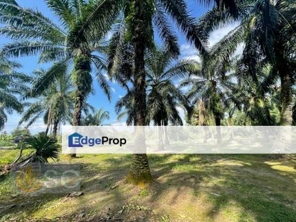 Banting Mahkota Agriculture Land , Selangor, Banting
