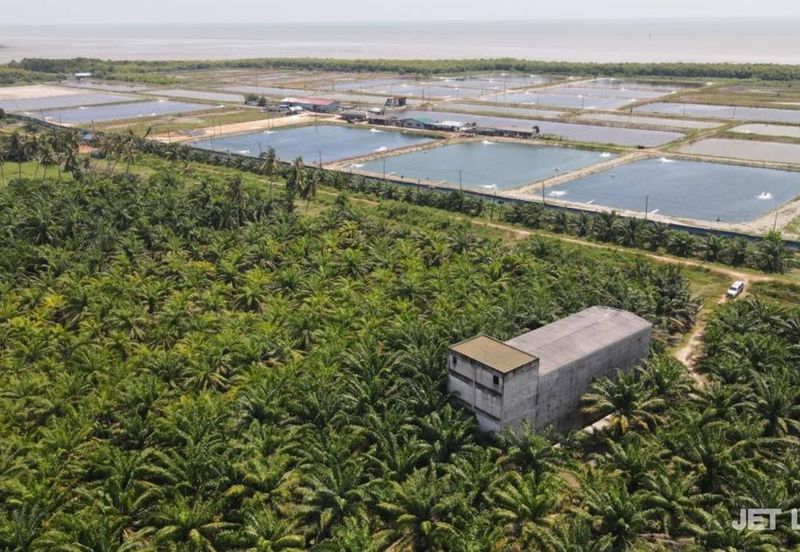 Kuala Selangor Agriculture Land With 3.5 Storey Bird Nest Building 