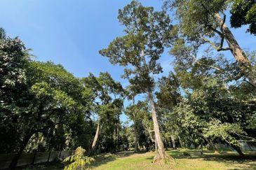 Rimba Terjun Pontian