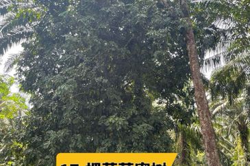 Rimba Terjun Pontian